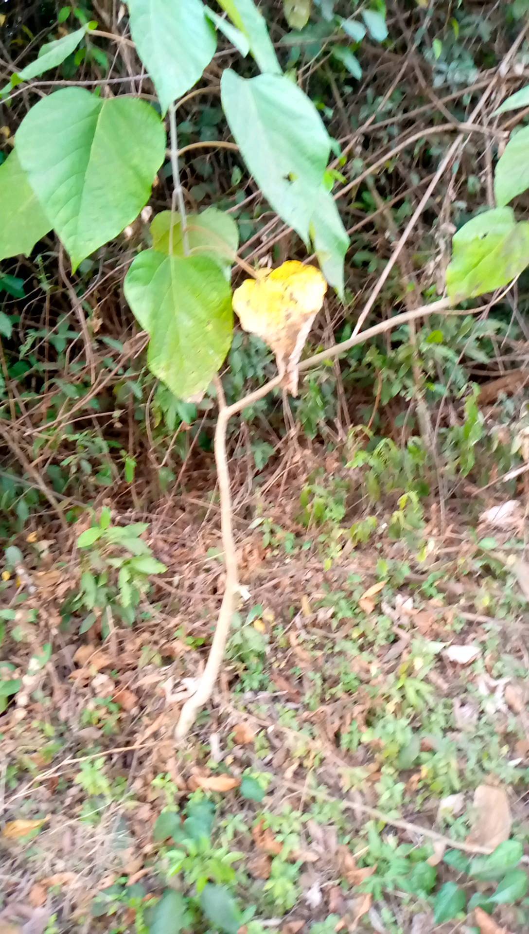 tree