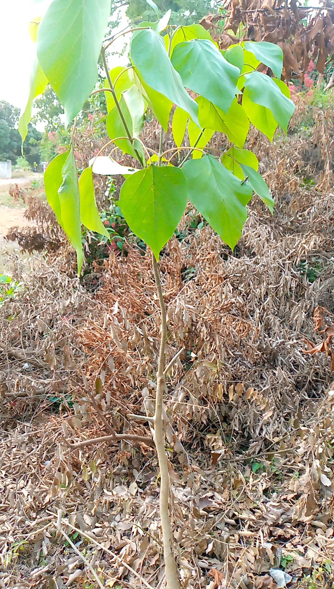 tree