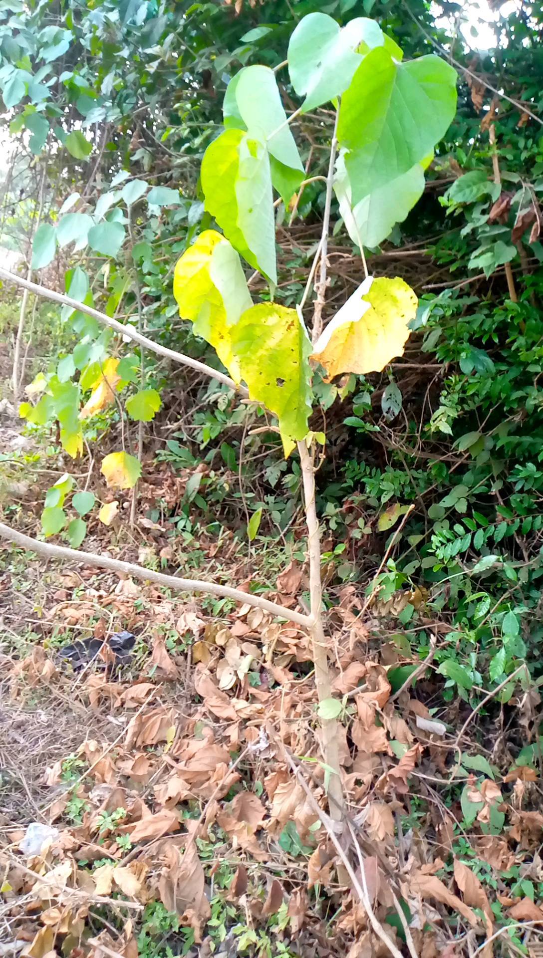 tree
