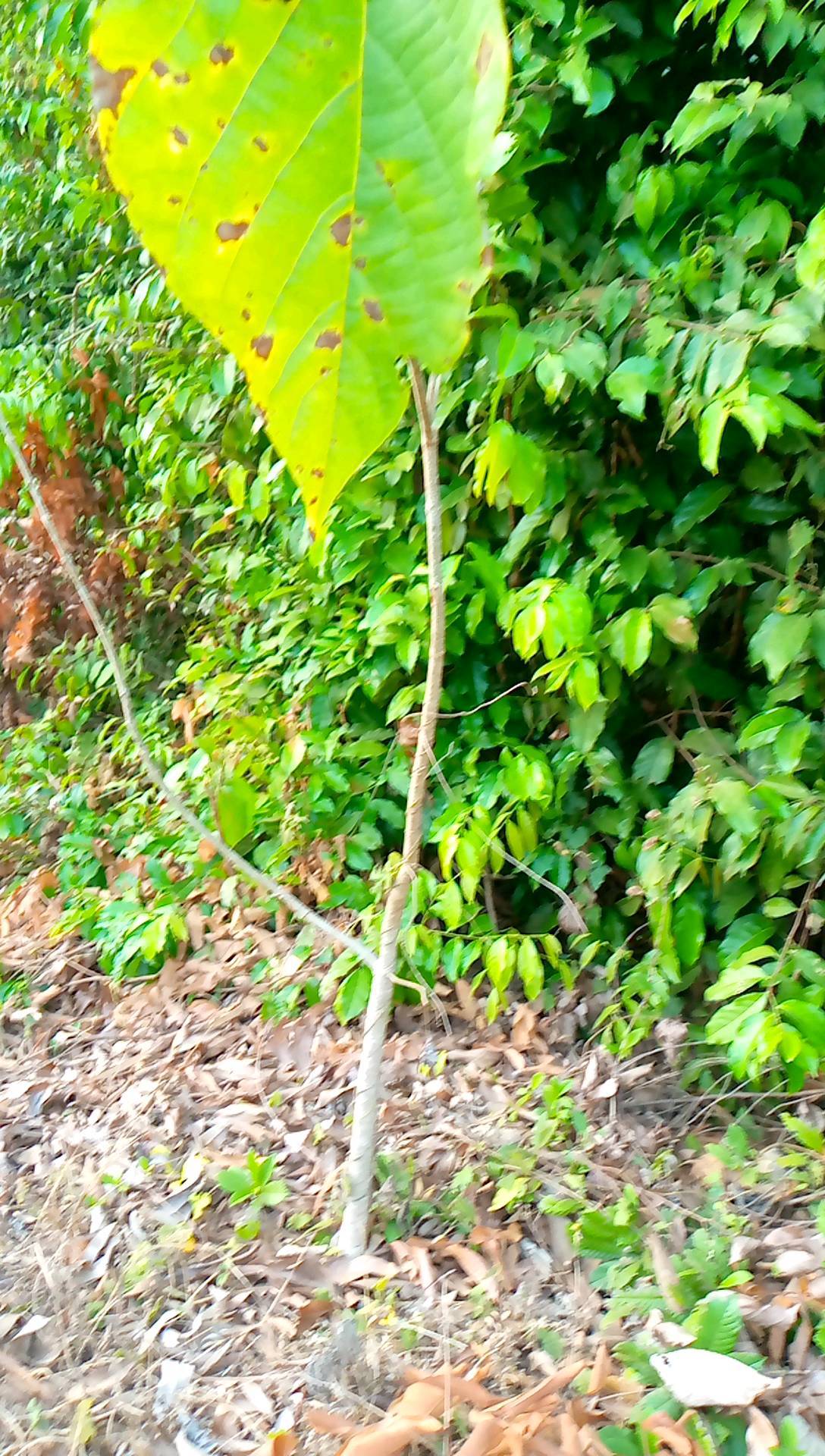 tree