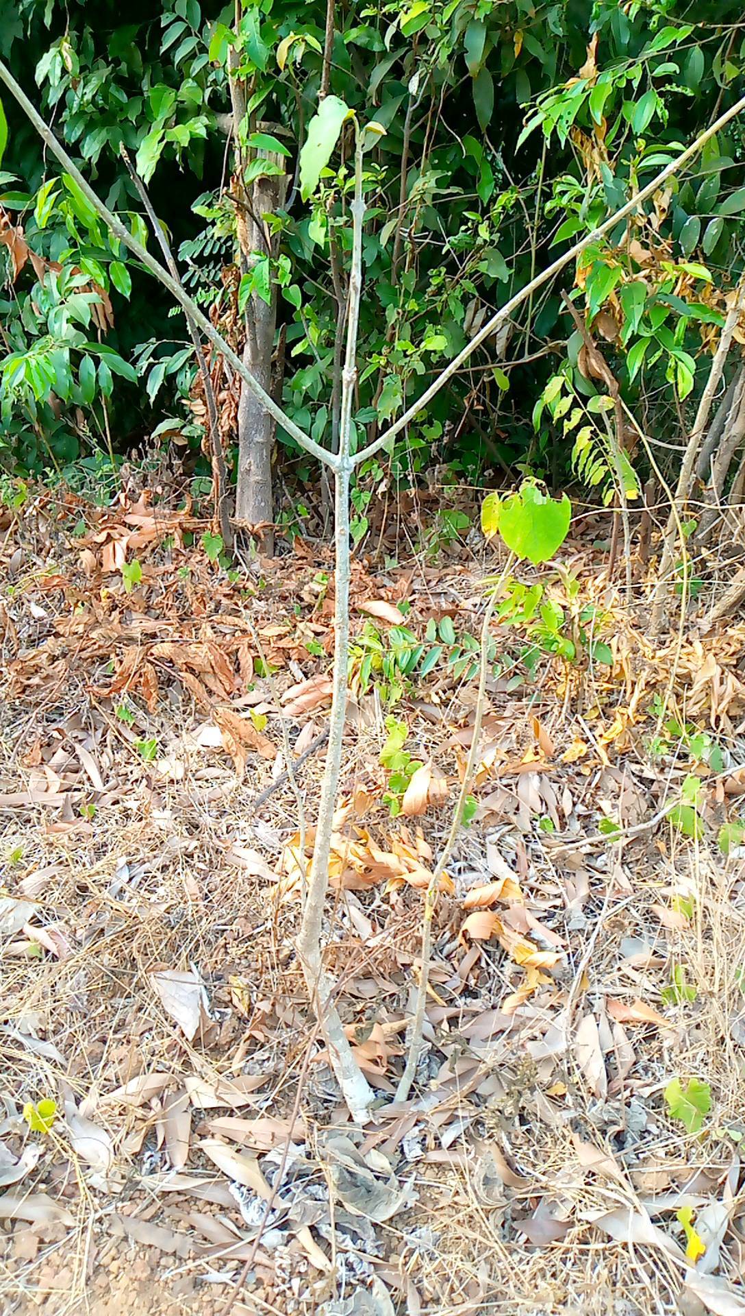 tree