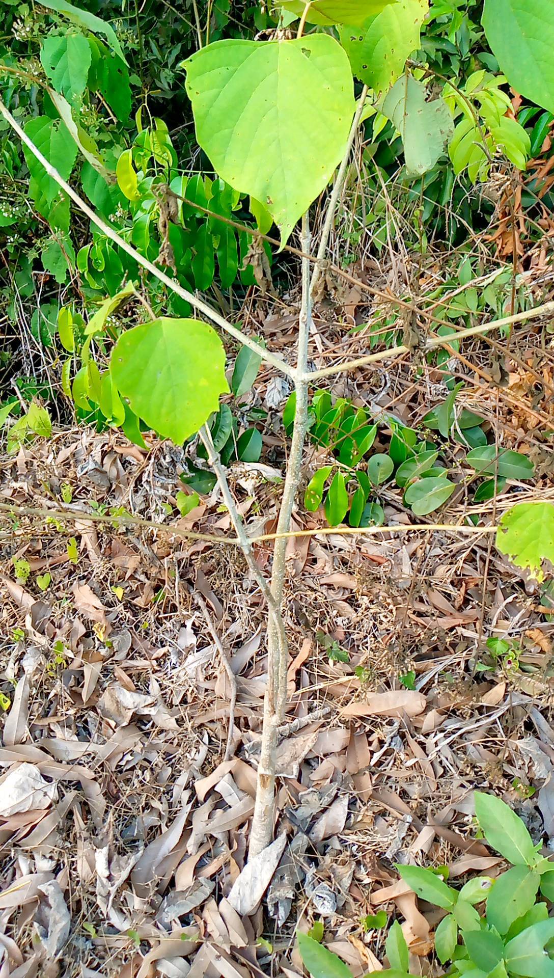tree