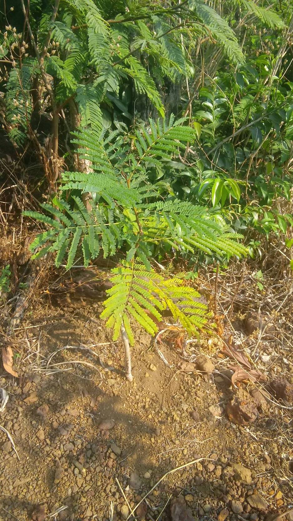 tree