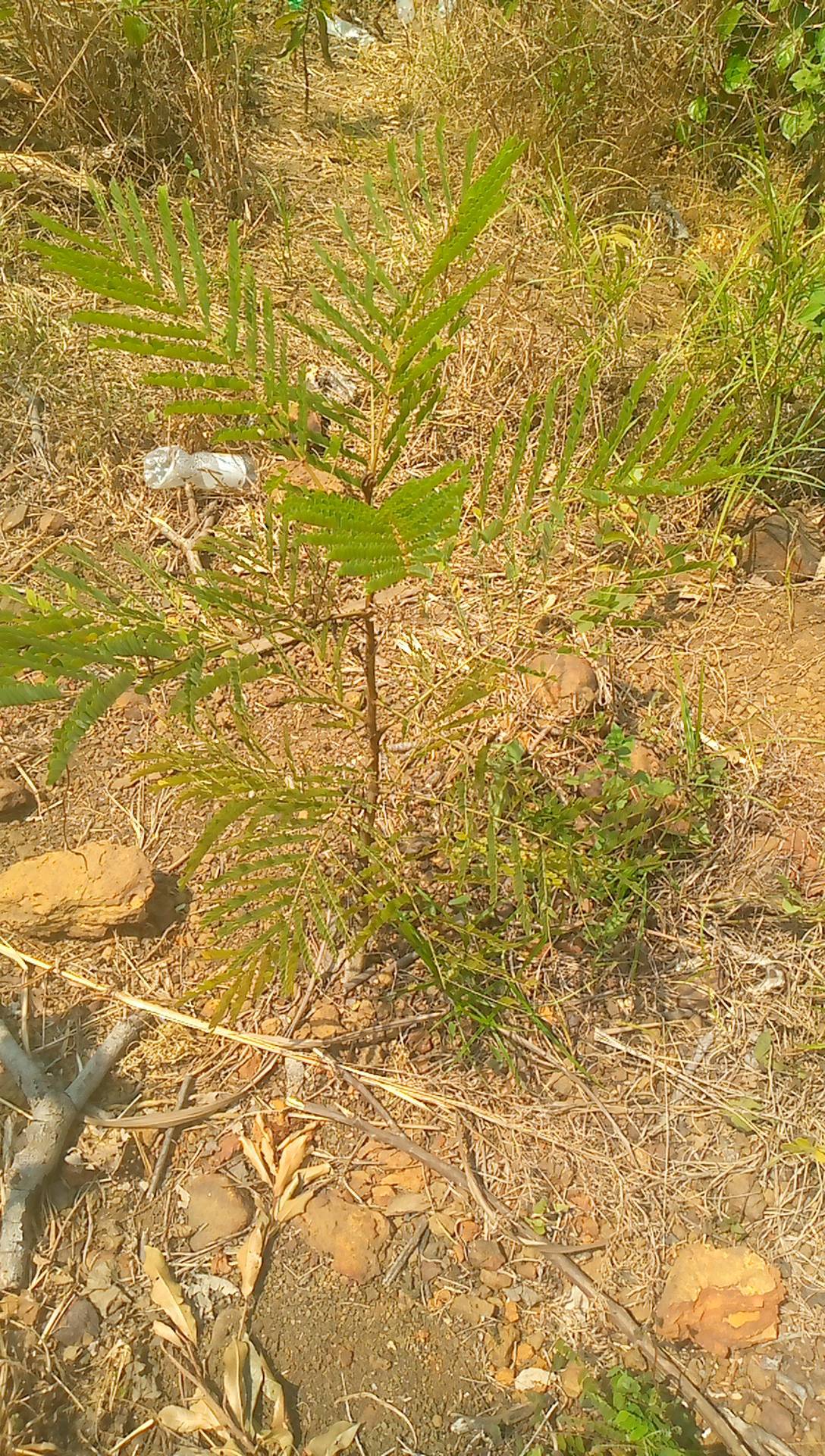tree
