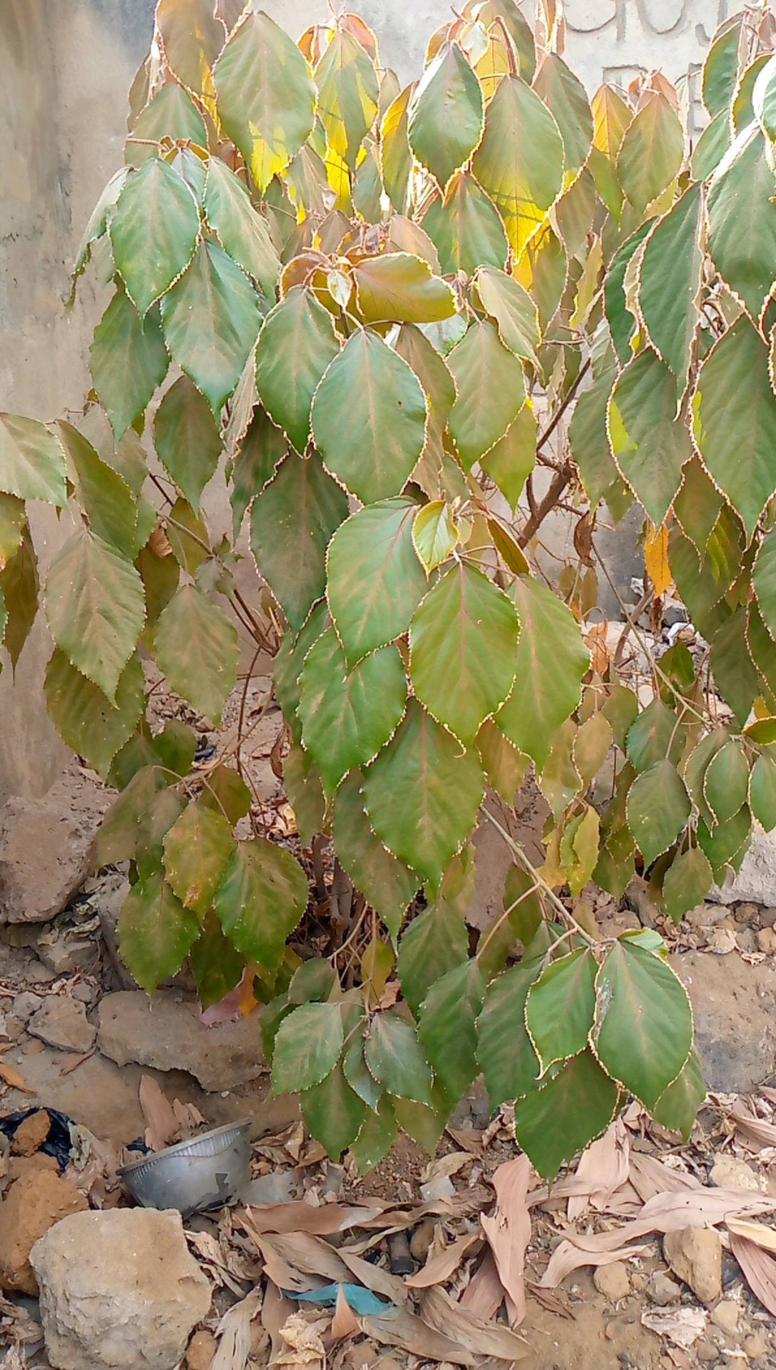 tree
