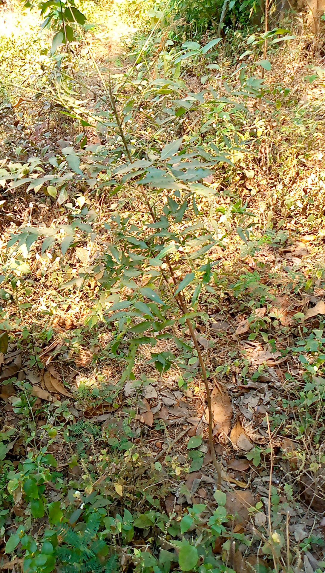 tree