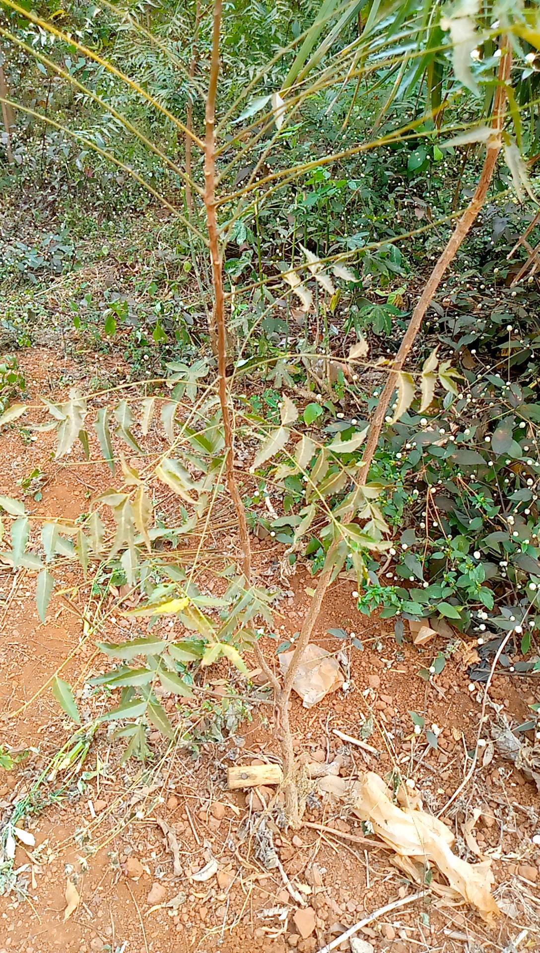 tree