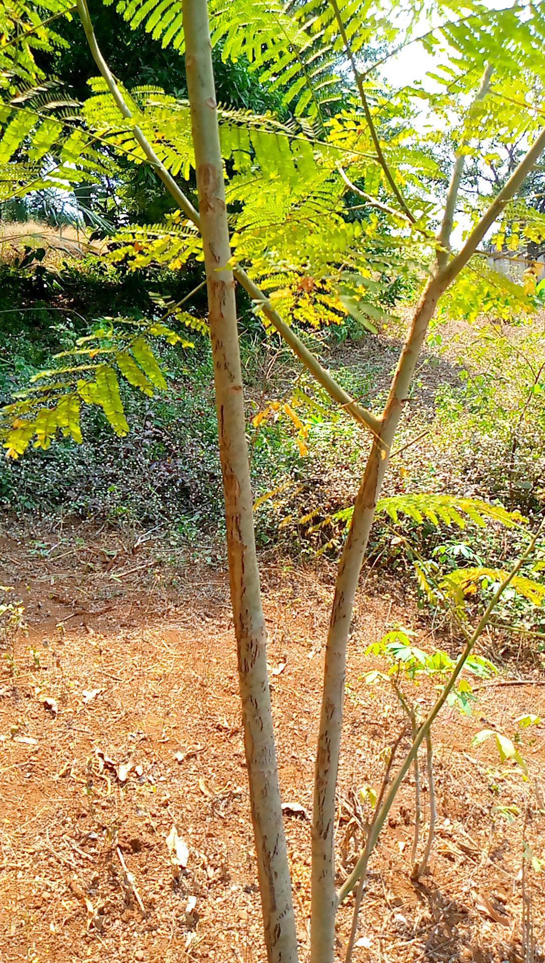 tree