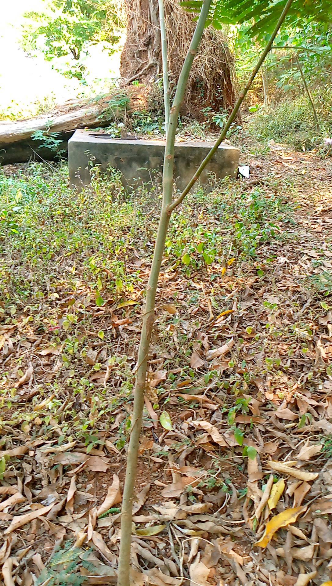tree