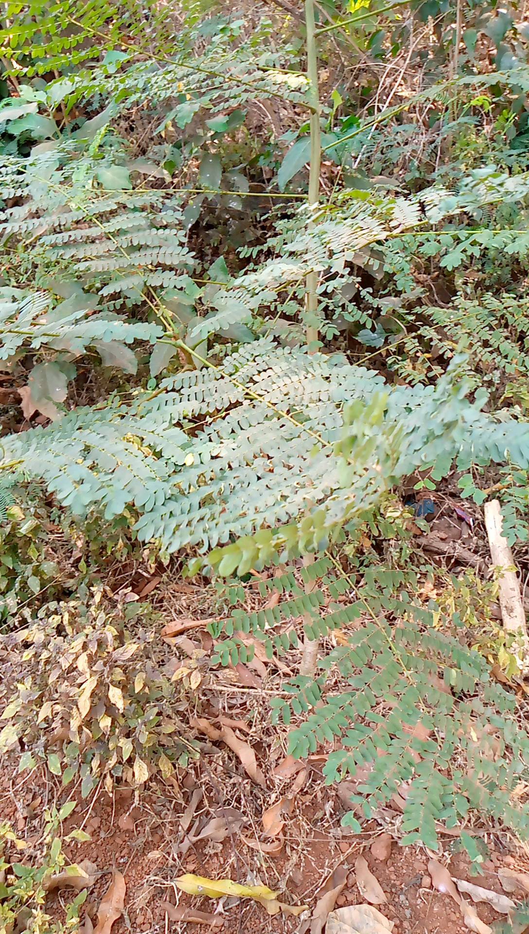 tree