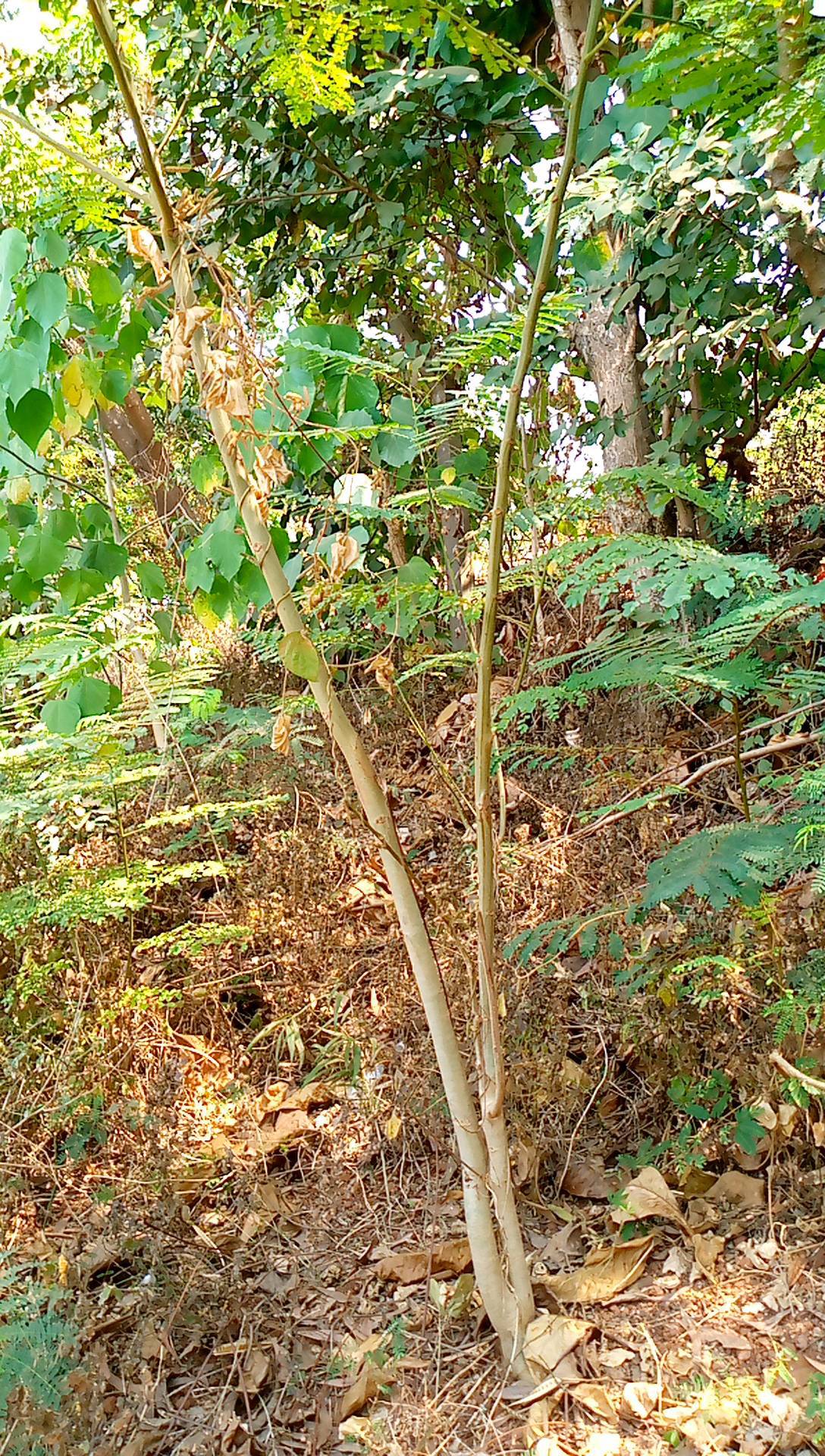 tree