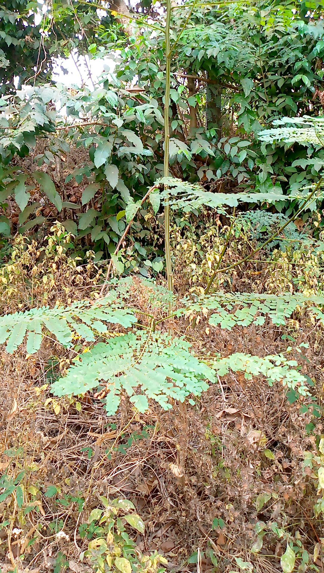 tree