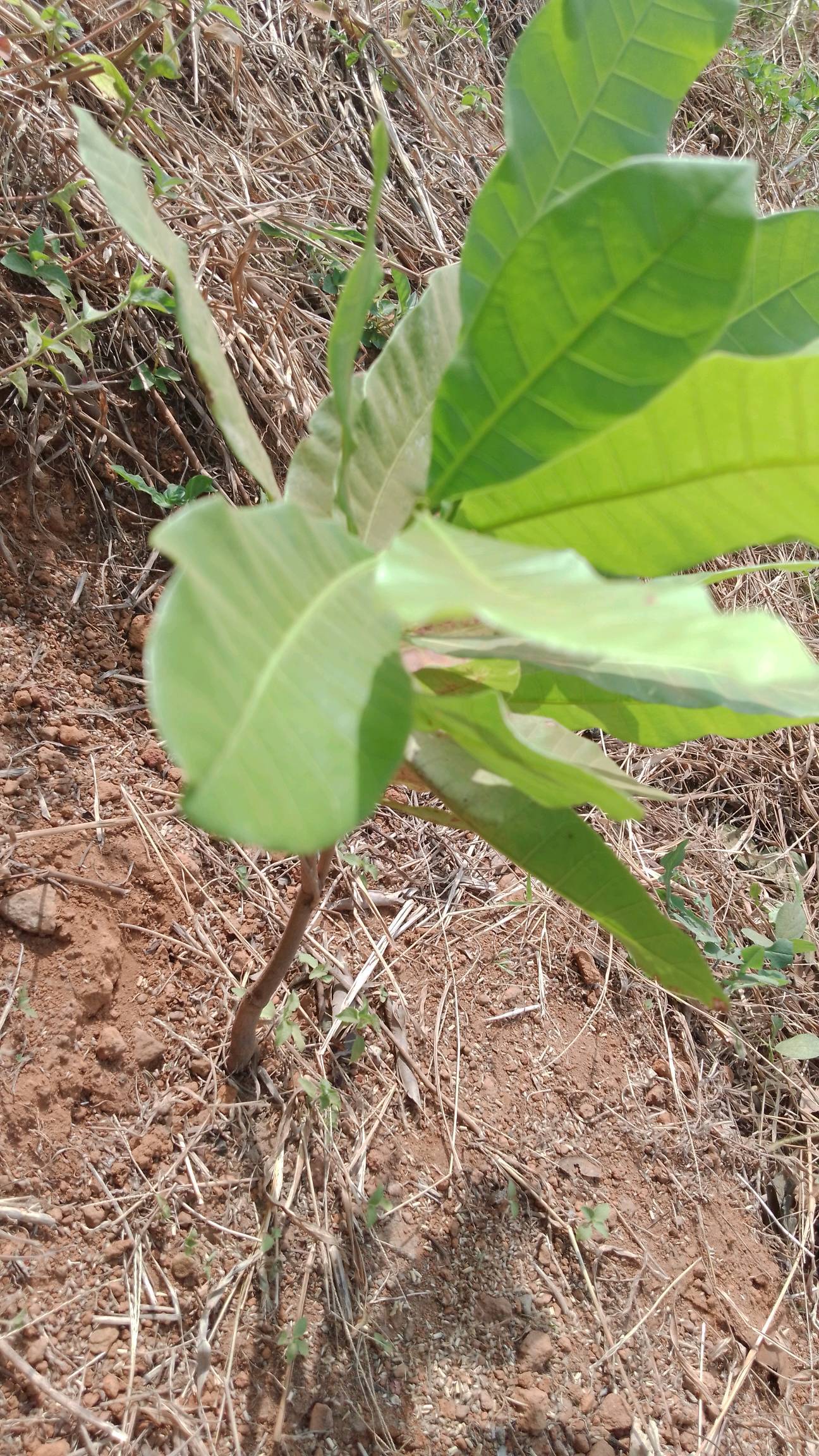 tree