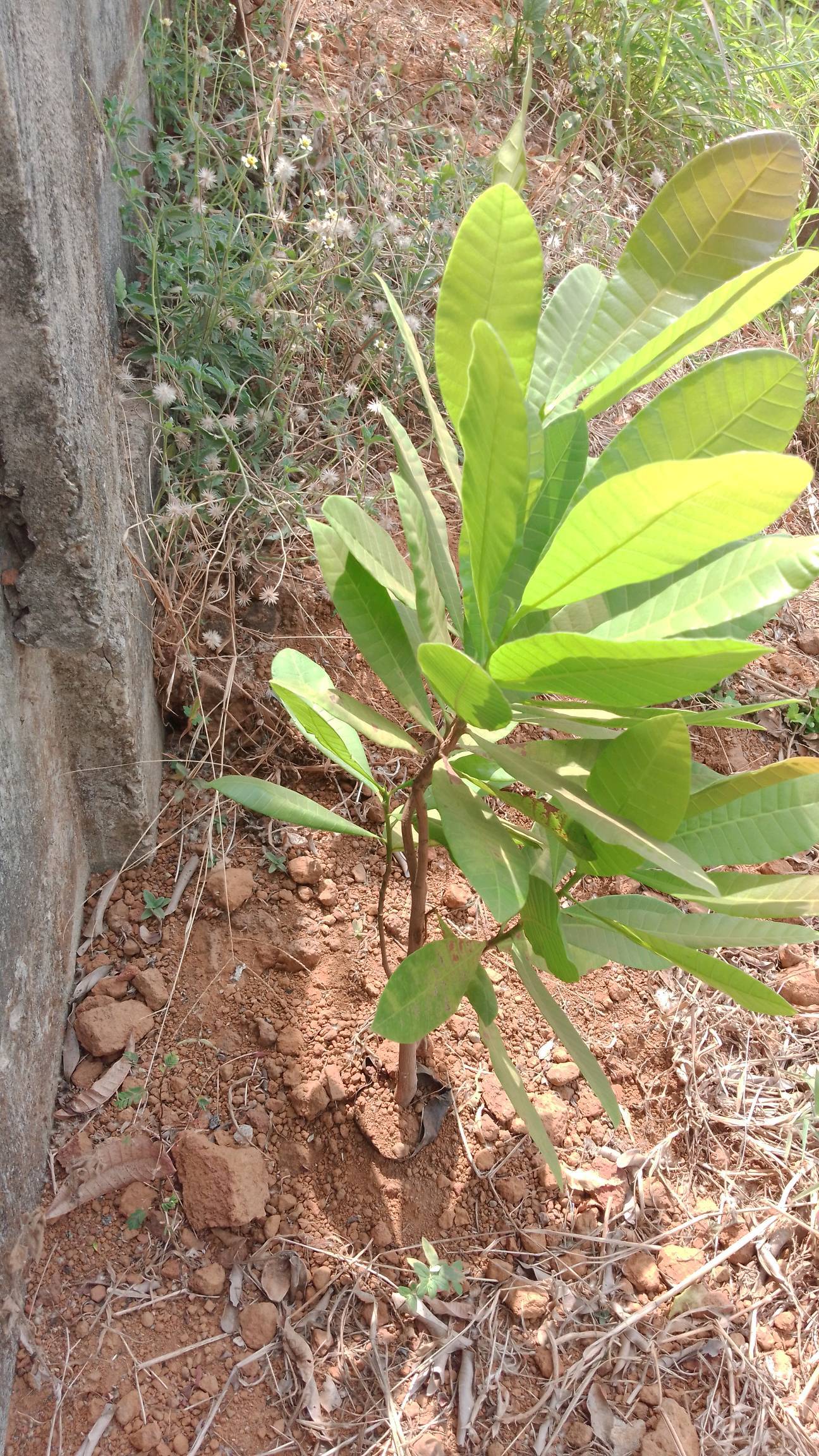 tree