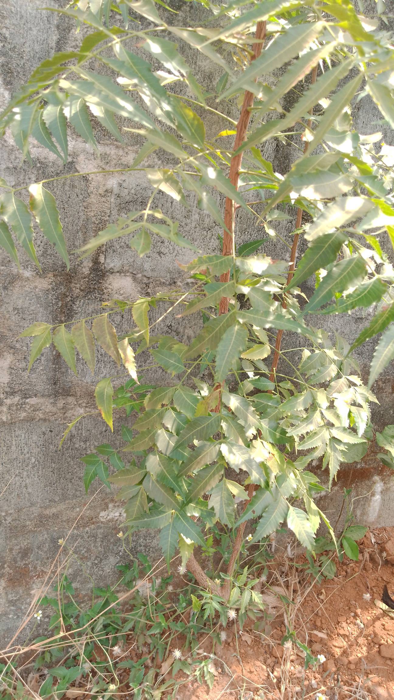 tree
