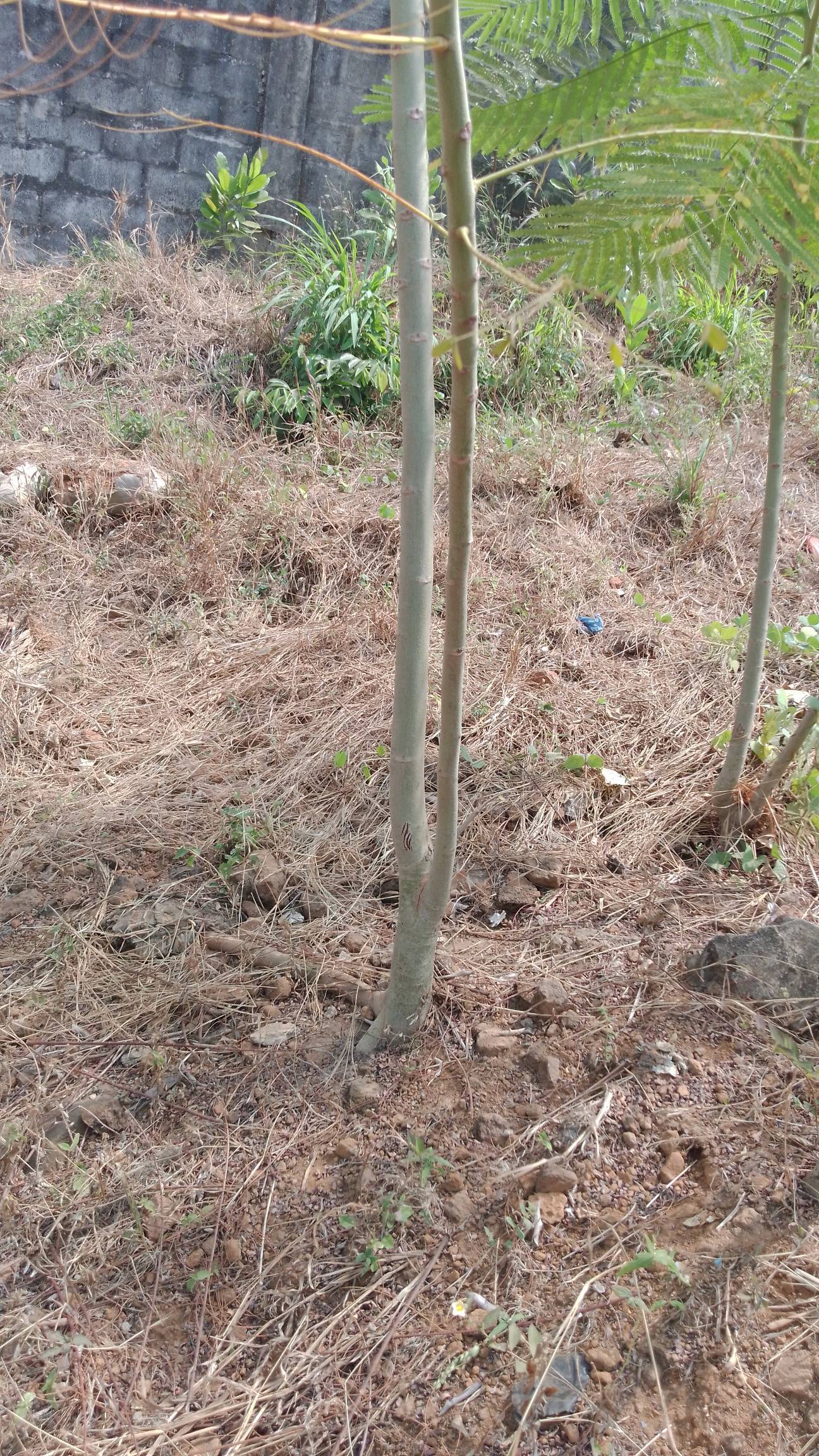tree