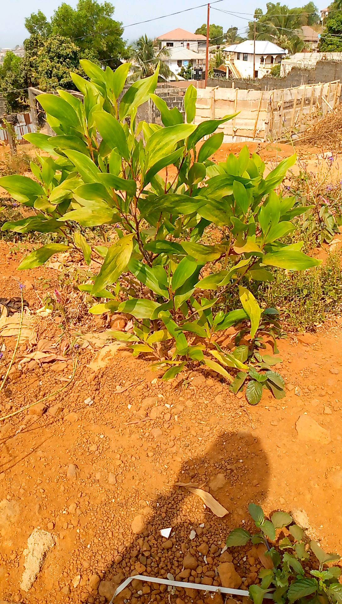 tree