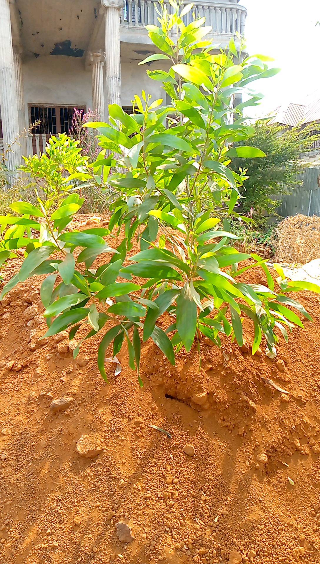 tree