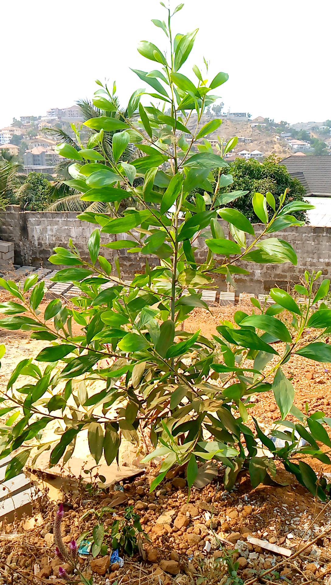 tree