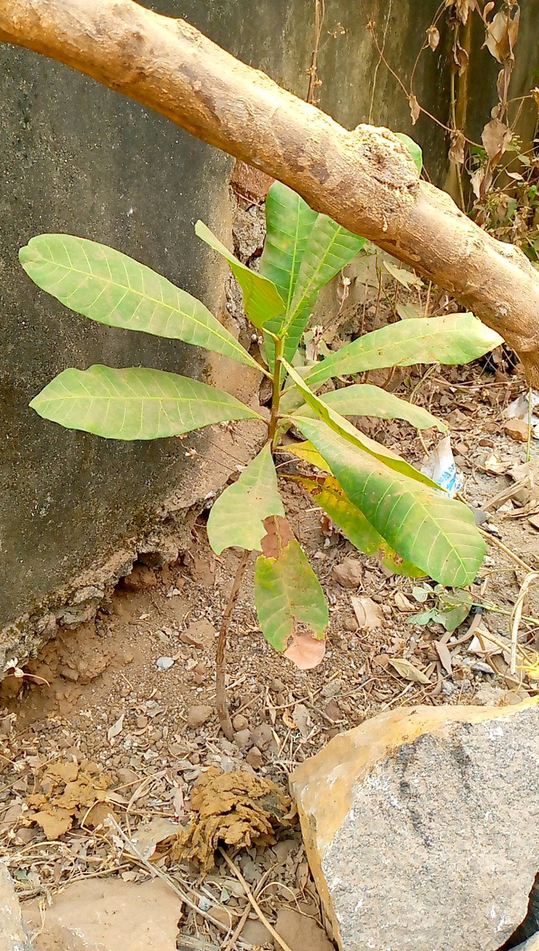 tree