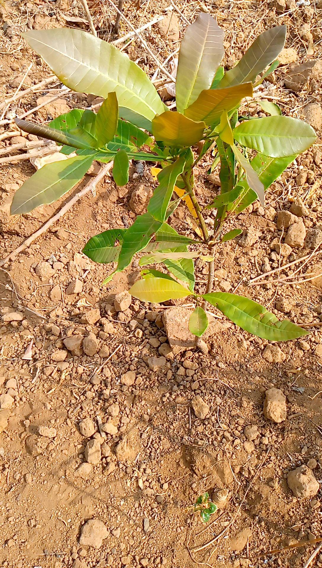 tree