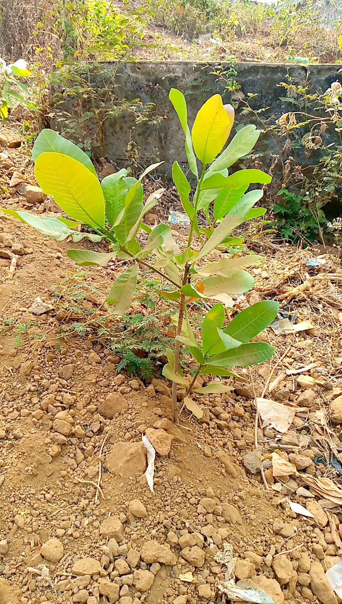 tree