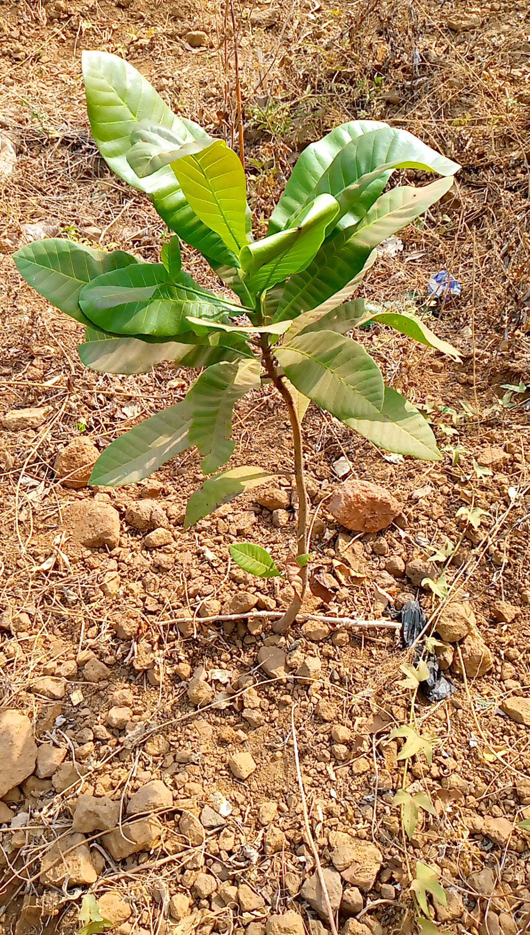 tree