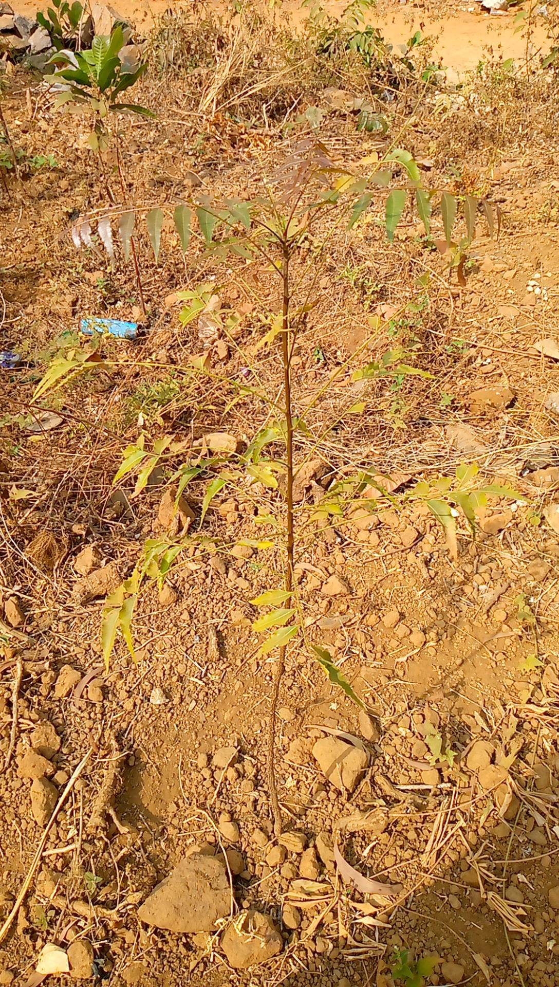 tree