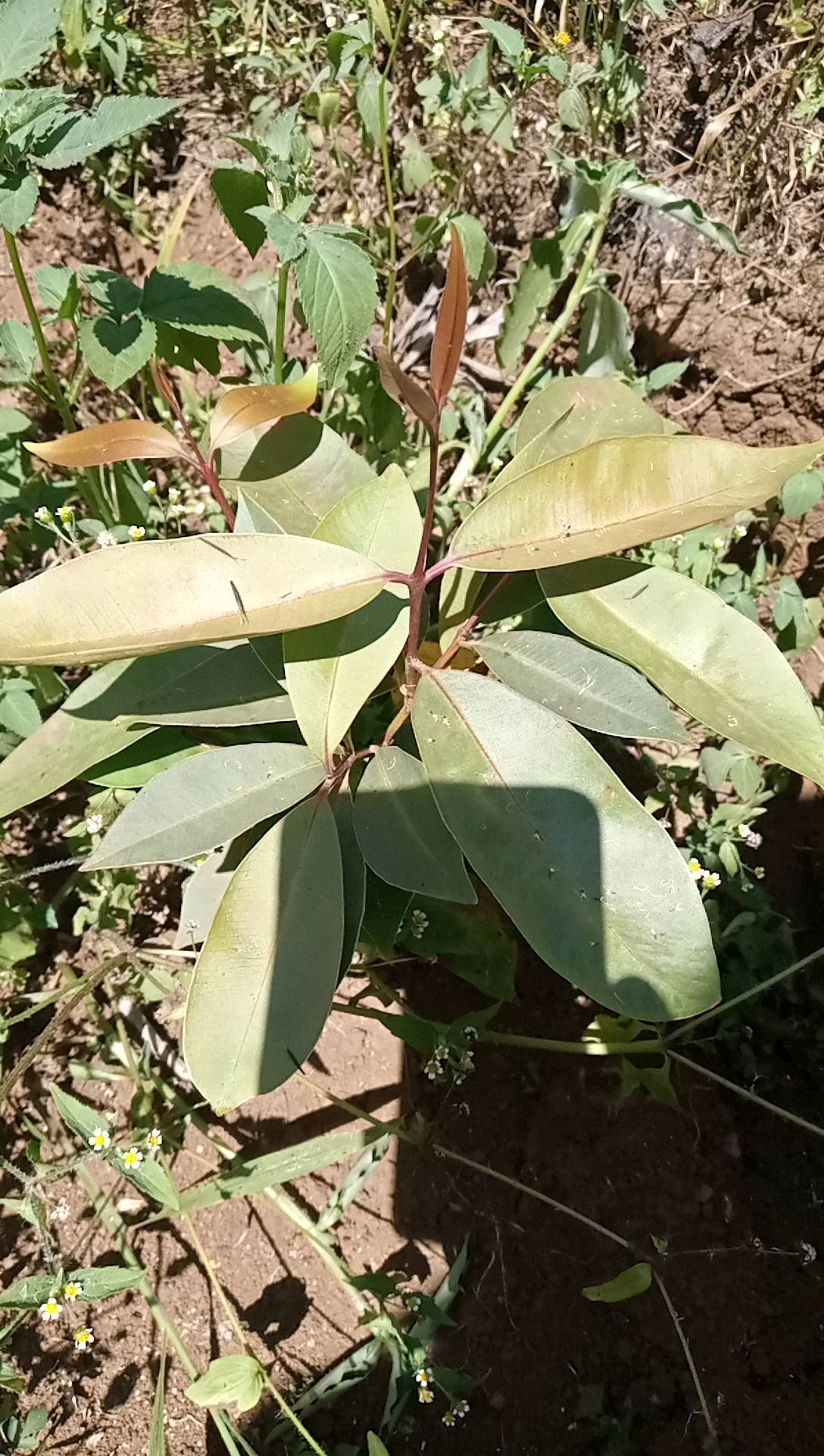 tree