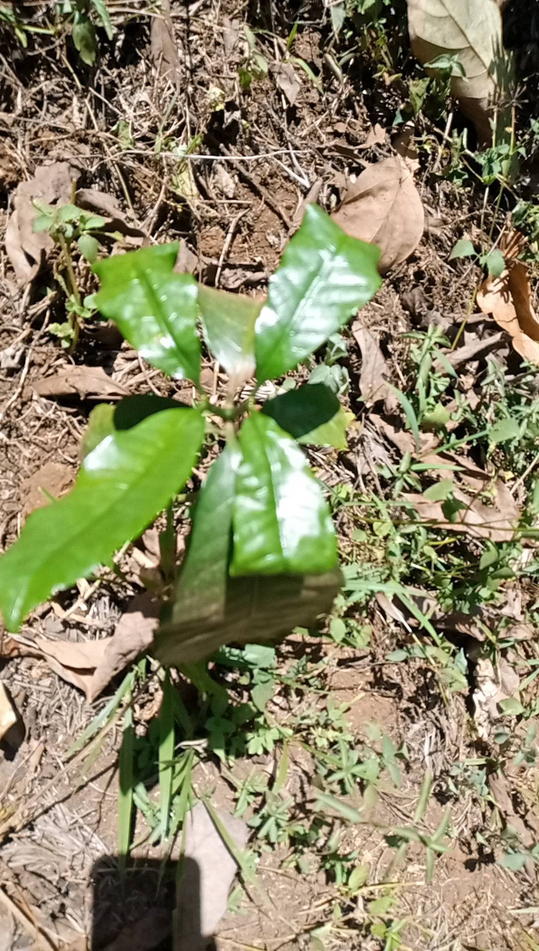 tree
