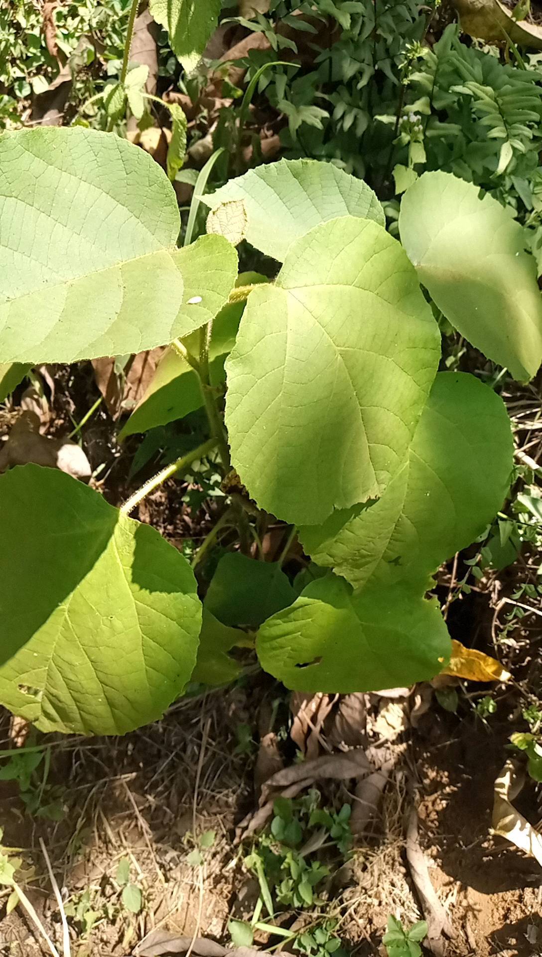 tree