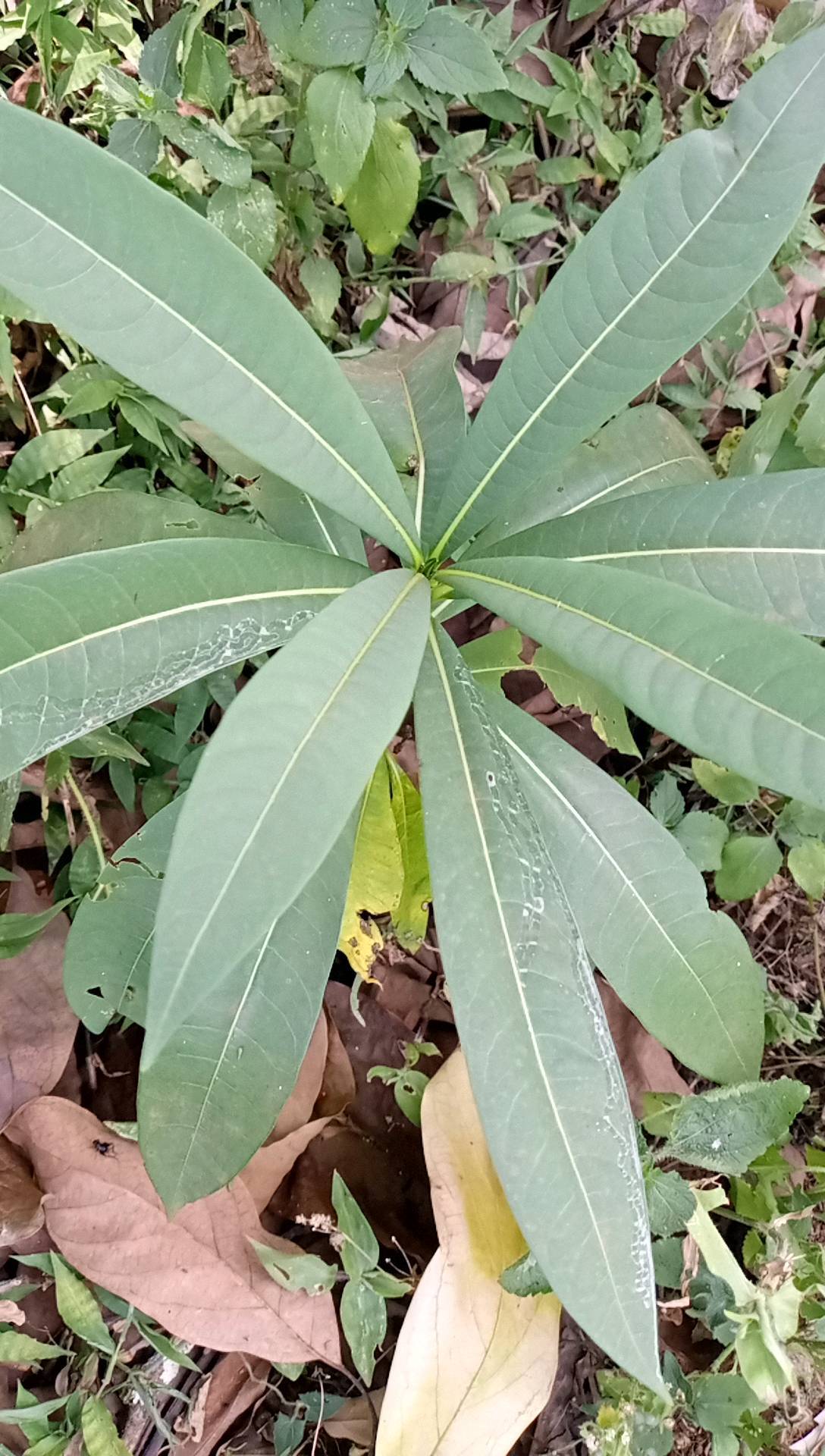 tree