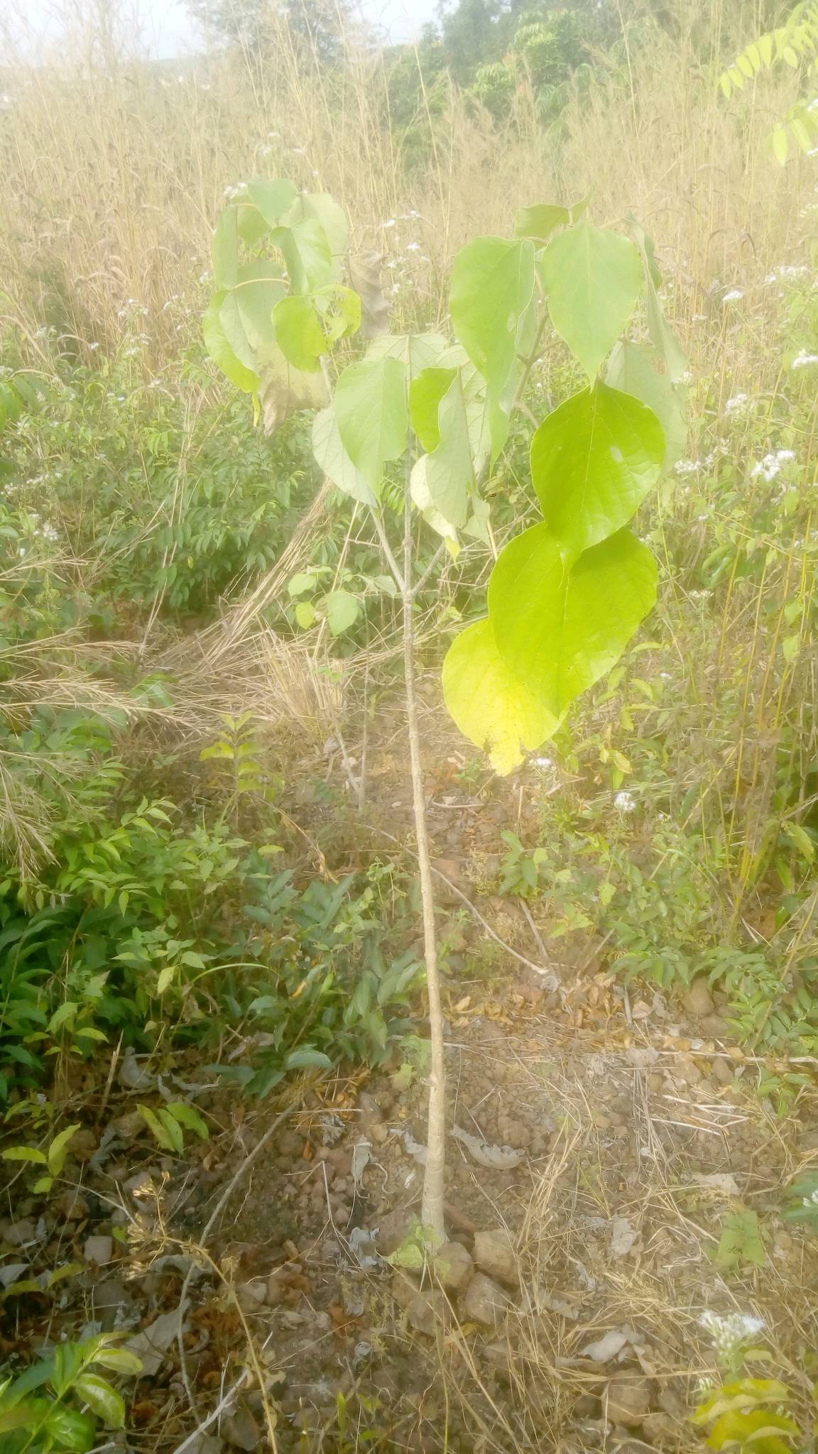 tree