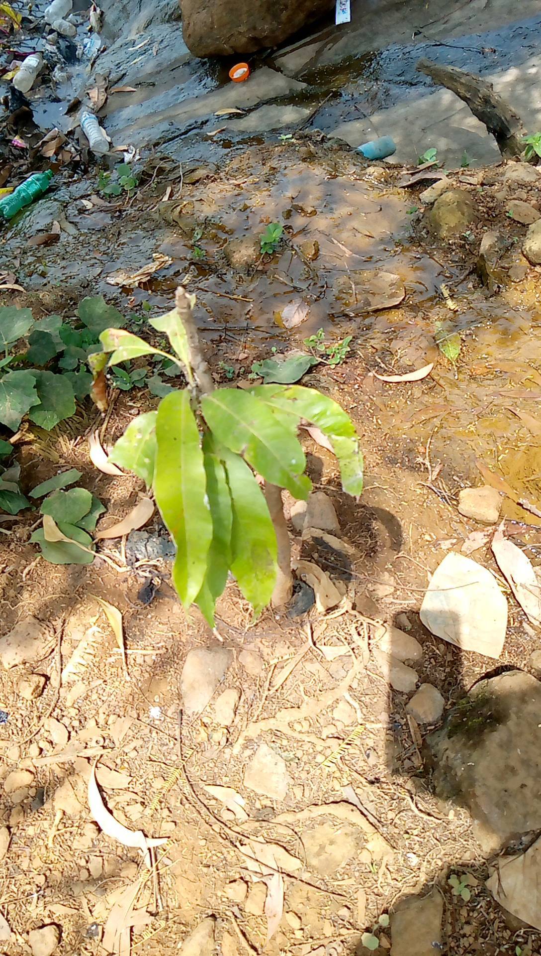 tree