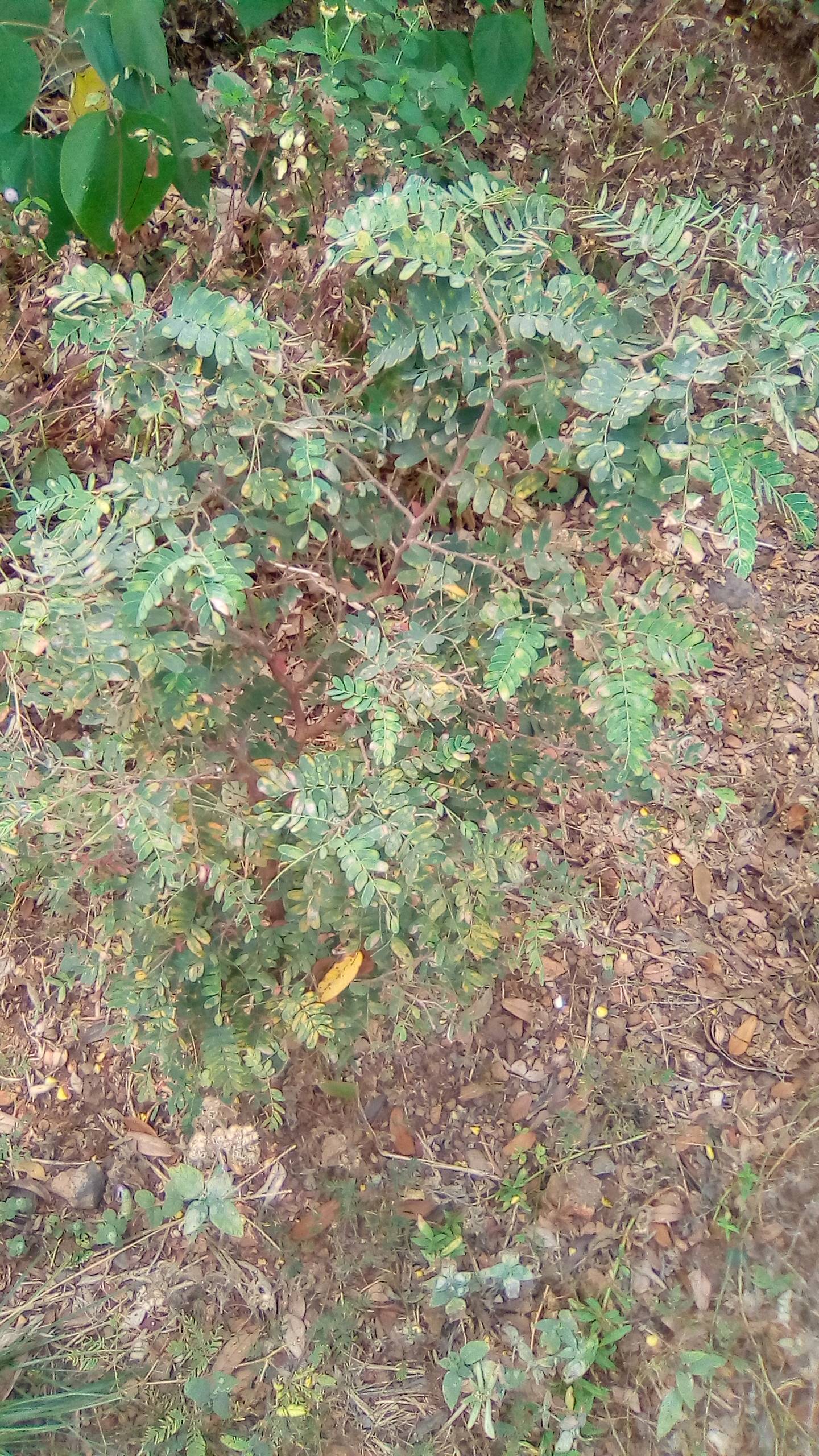 tree