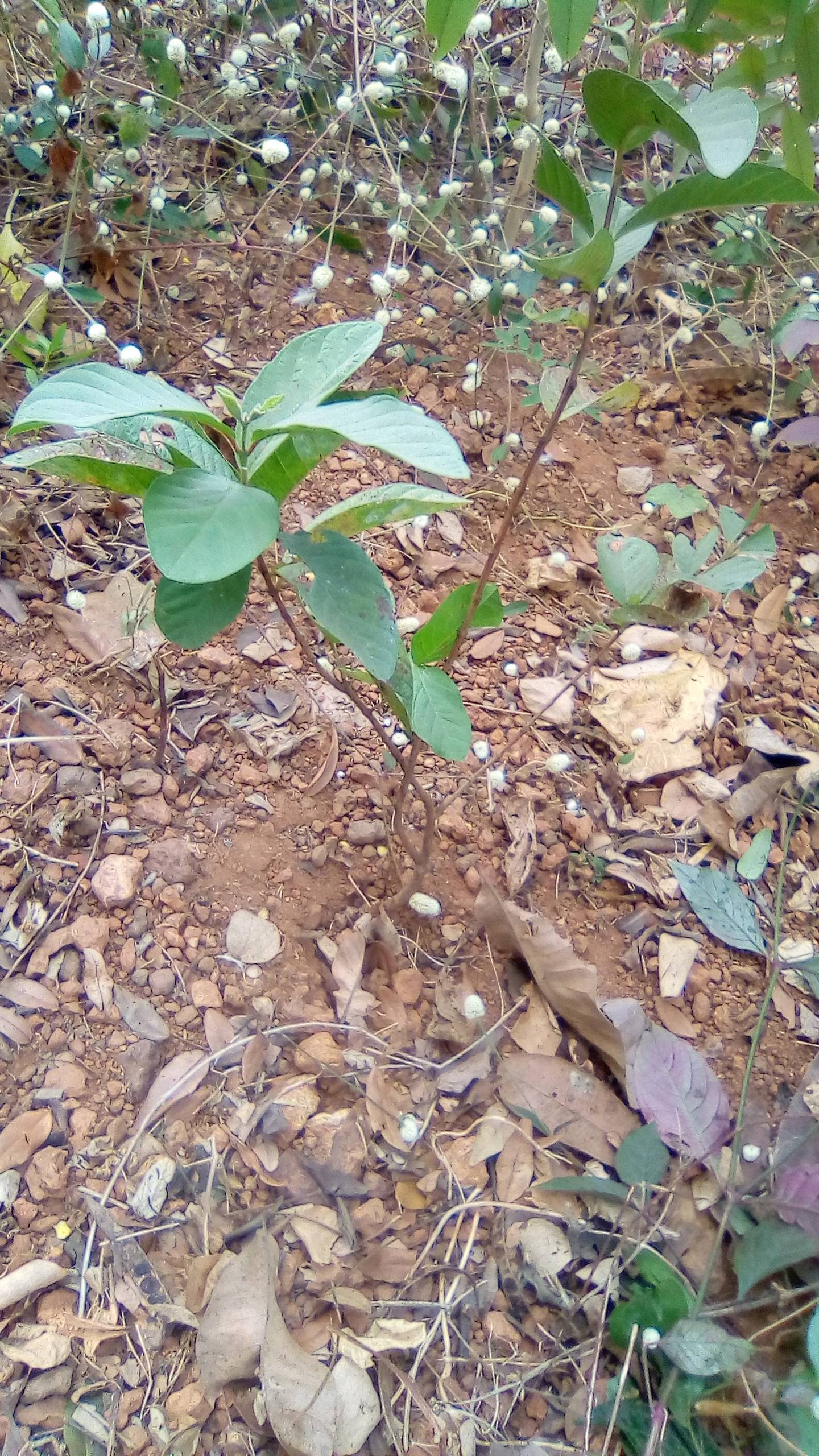 tree