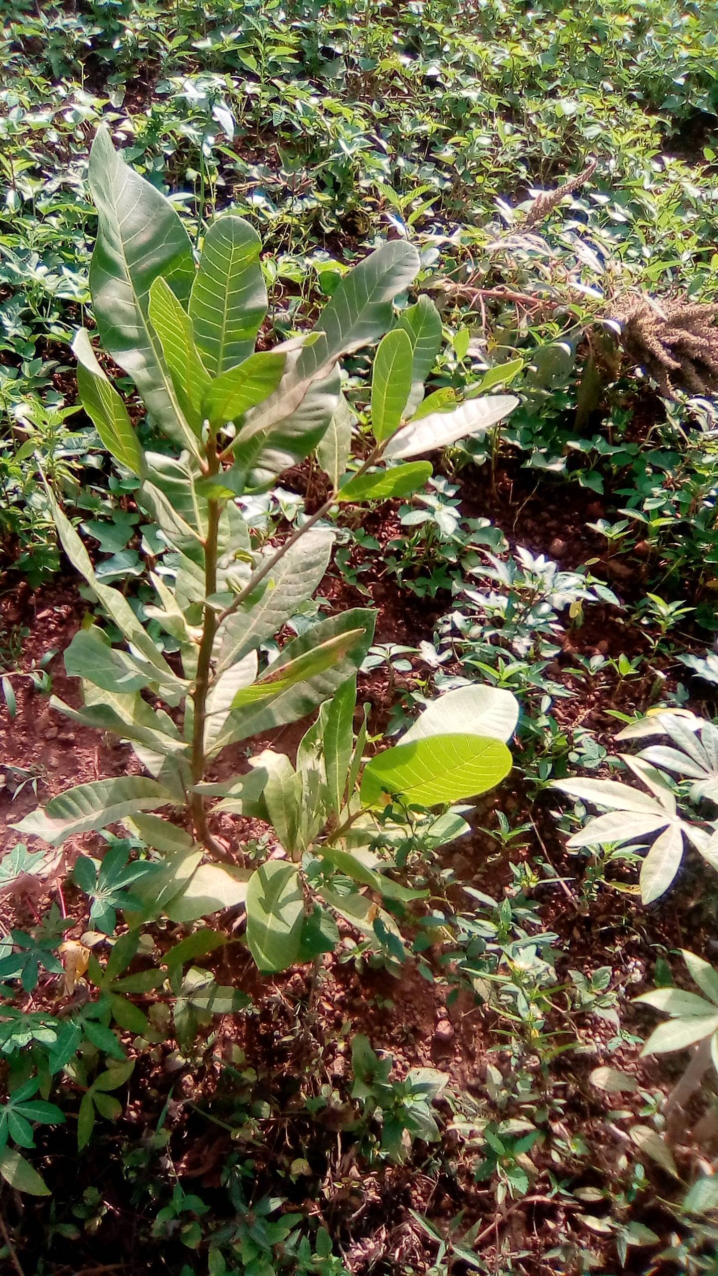 tree