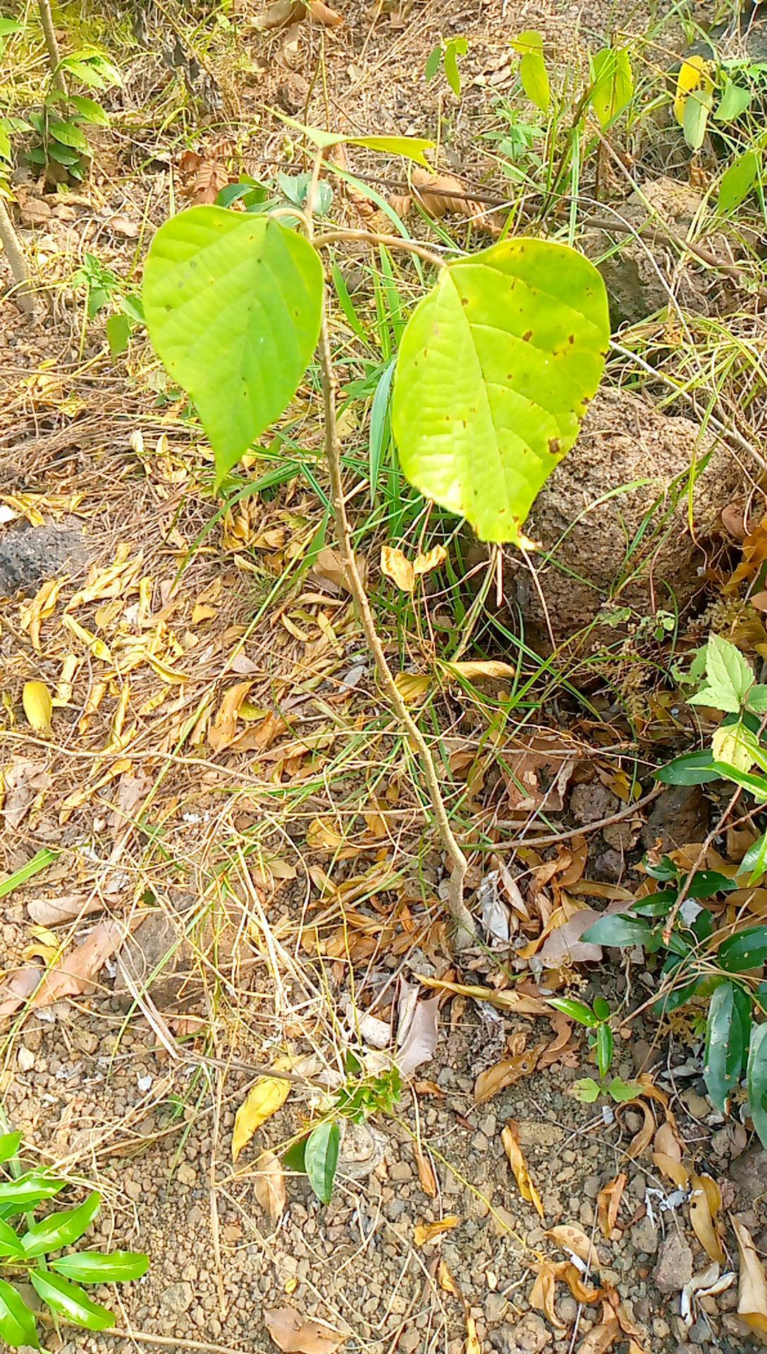 tree