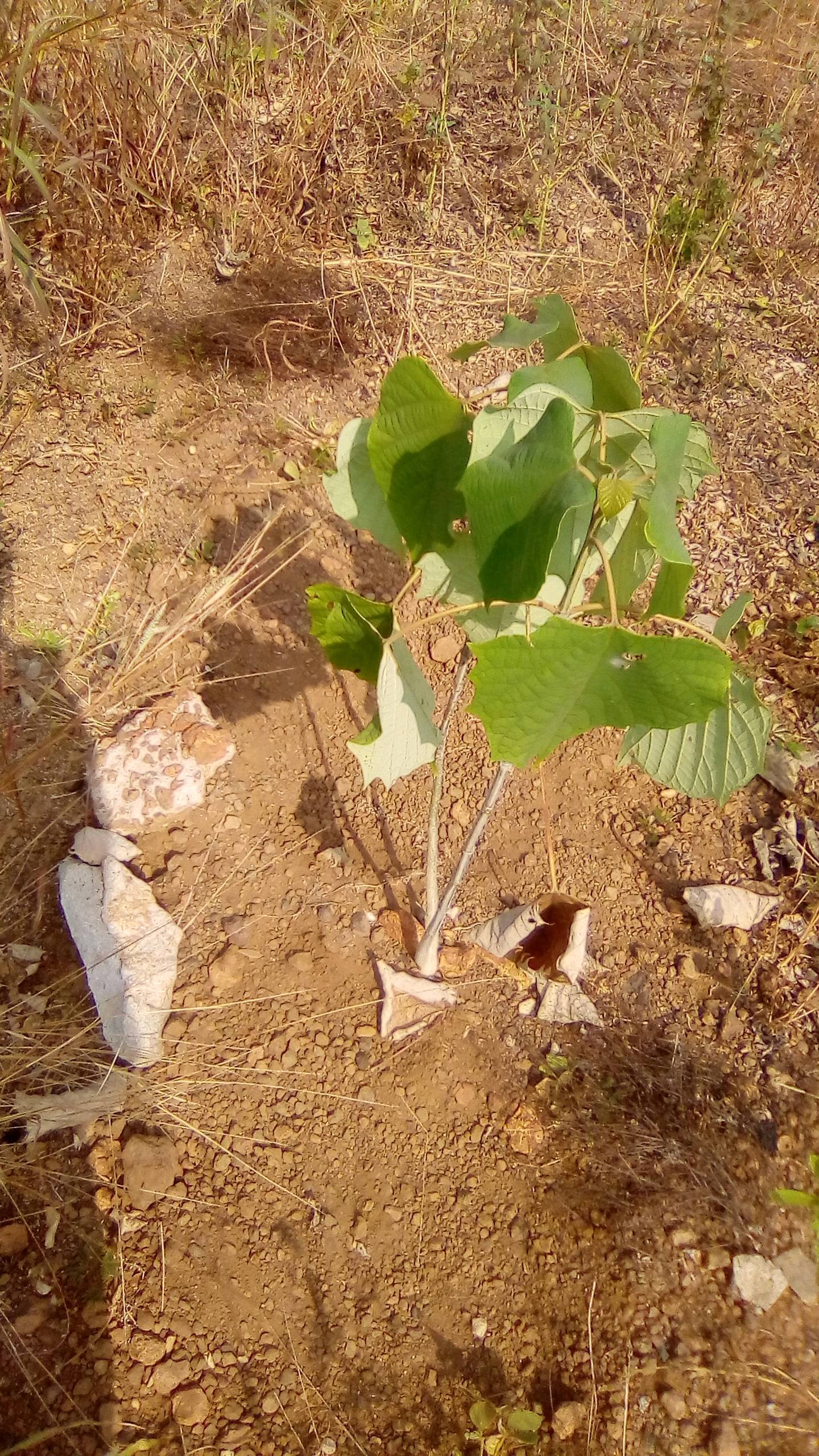 tree