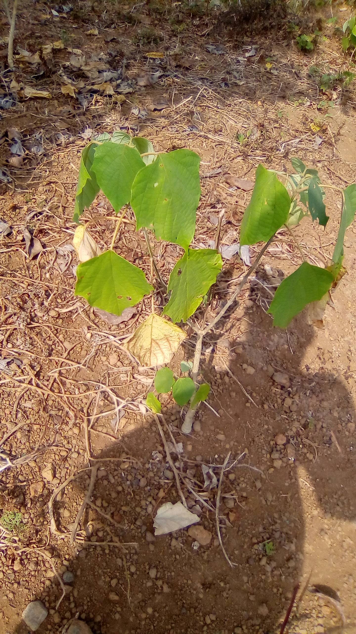 tree