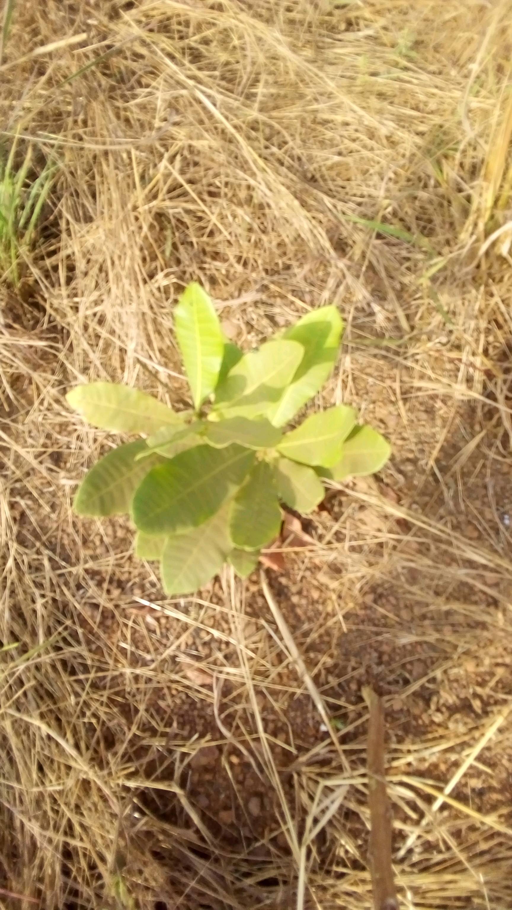tree