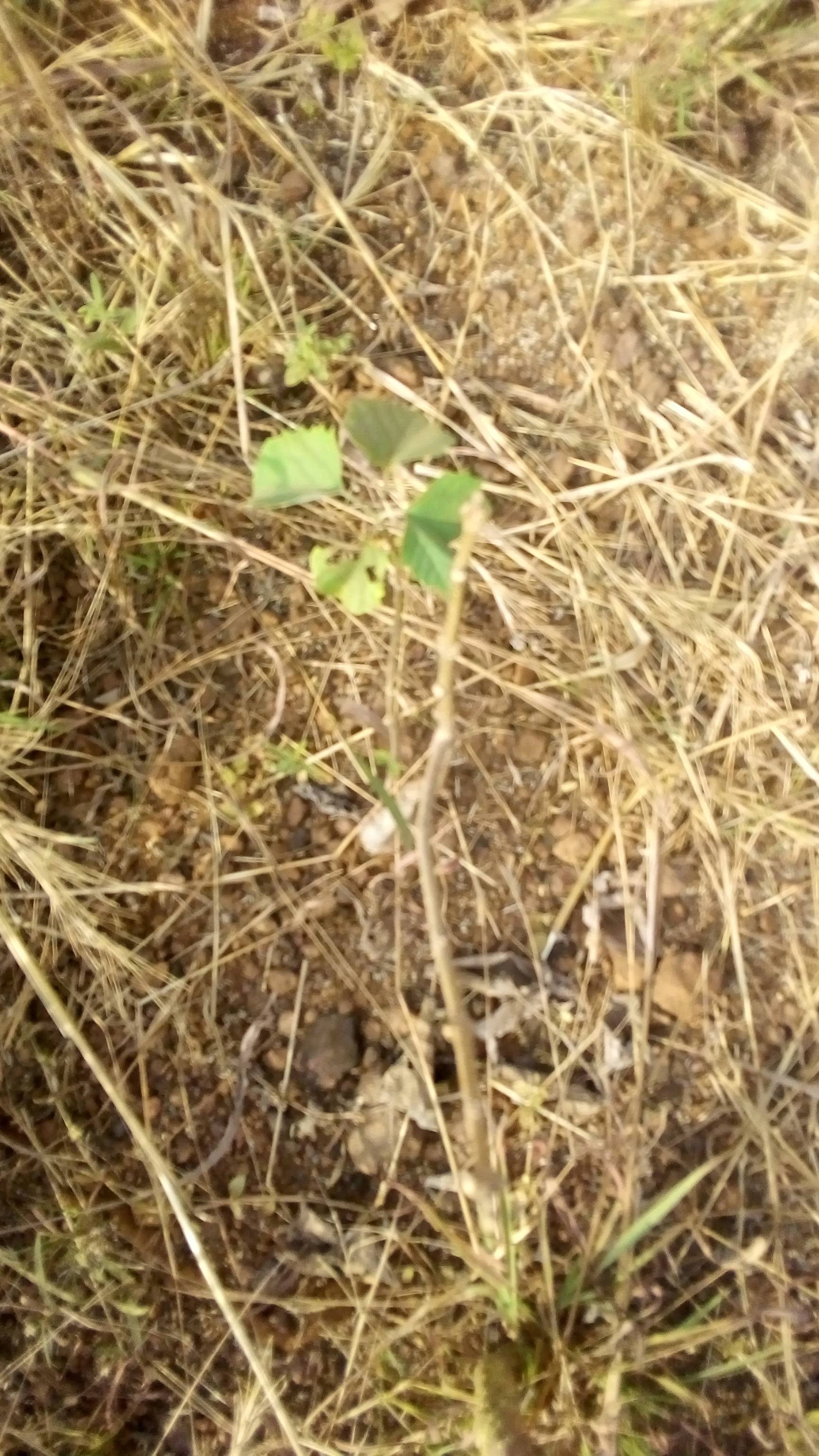tree
