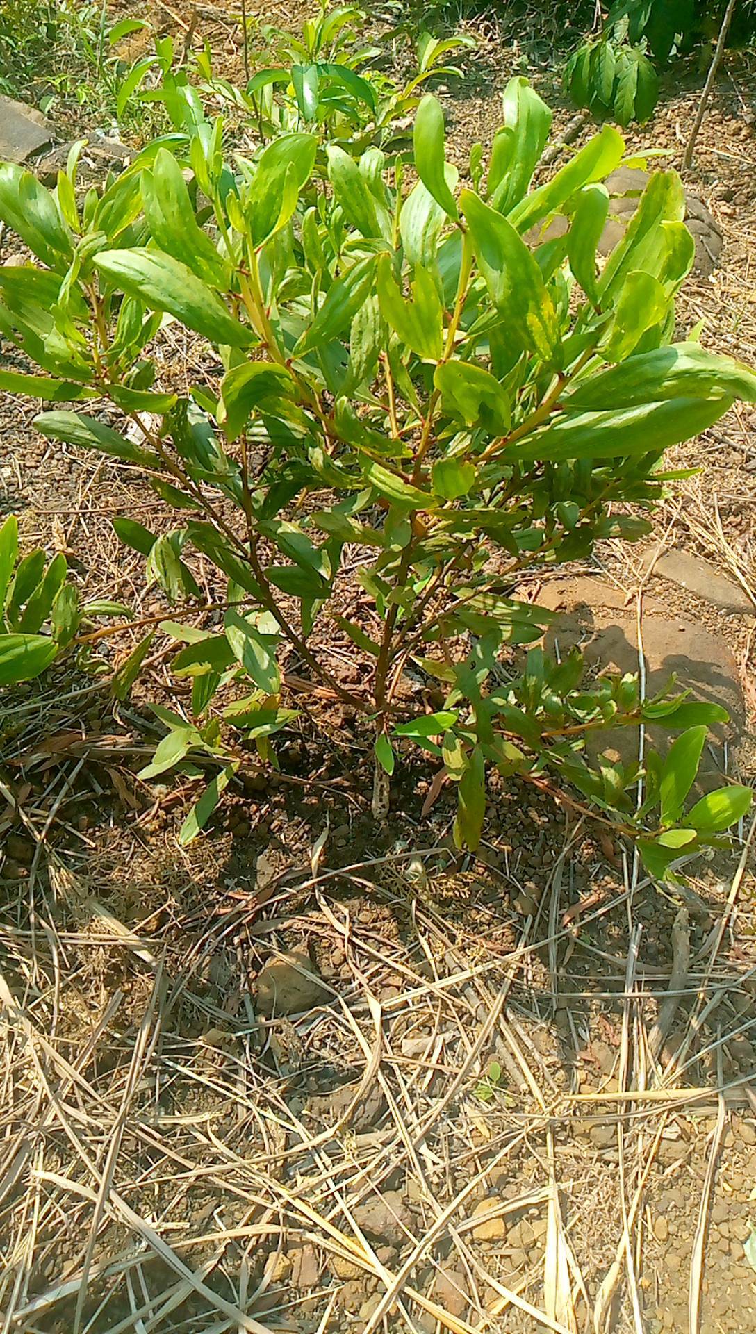 tree