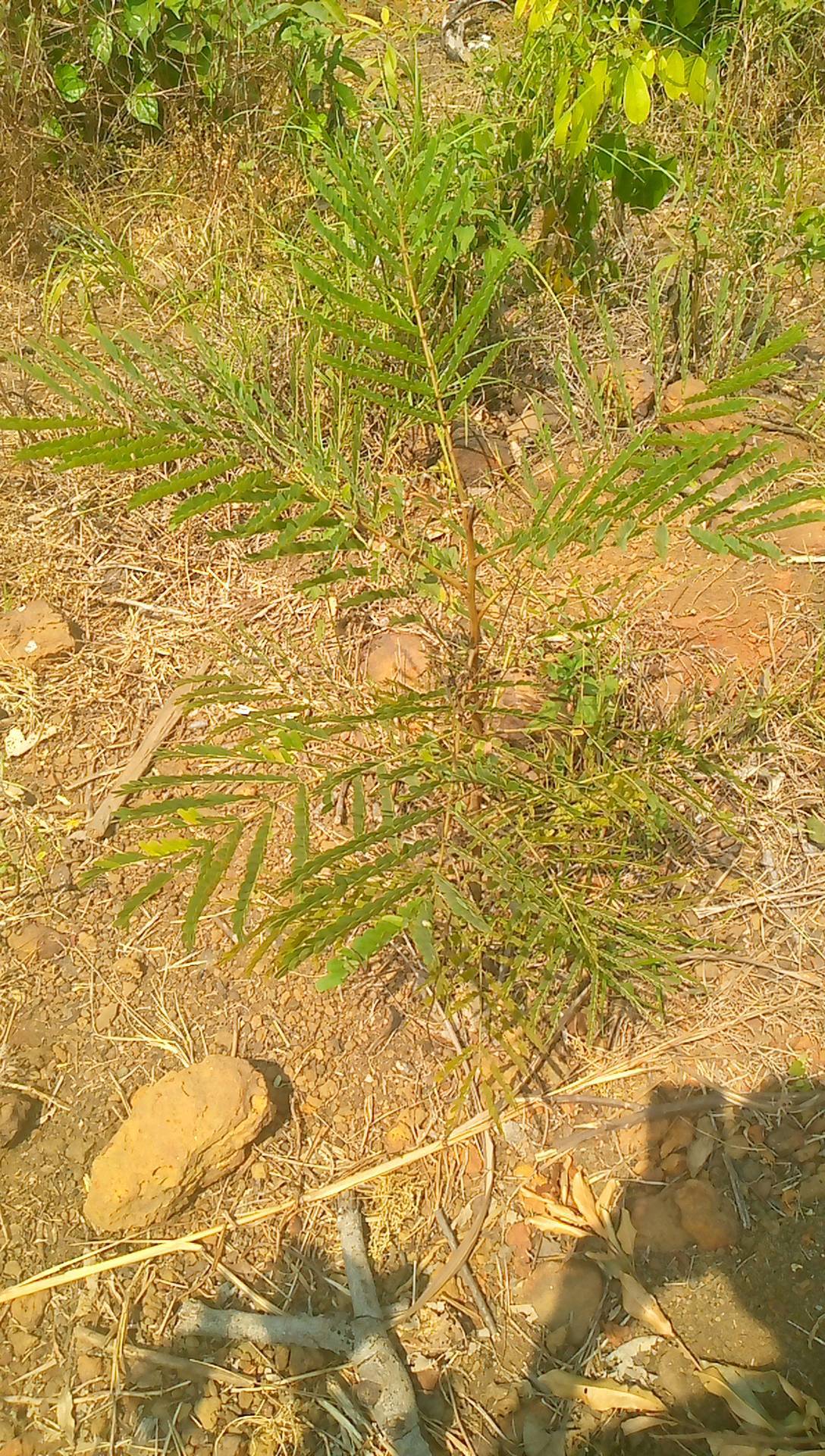 tree
