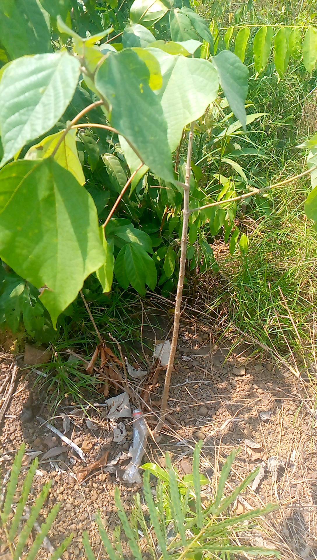 tree