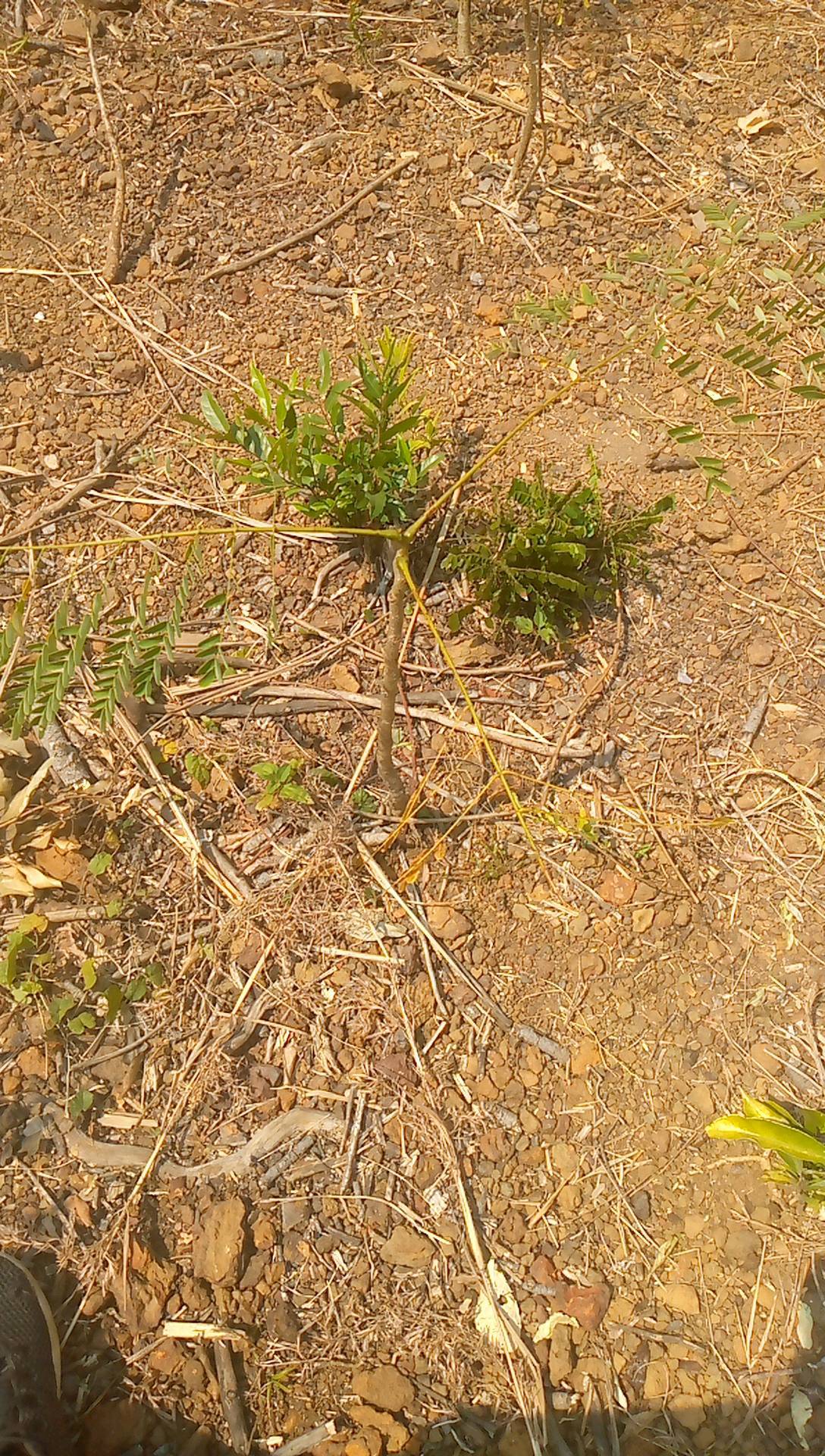 tree