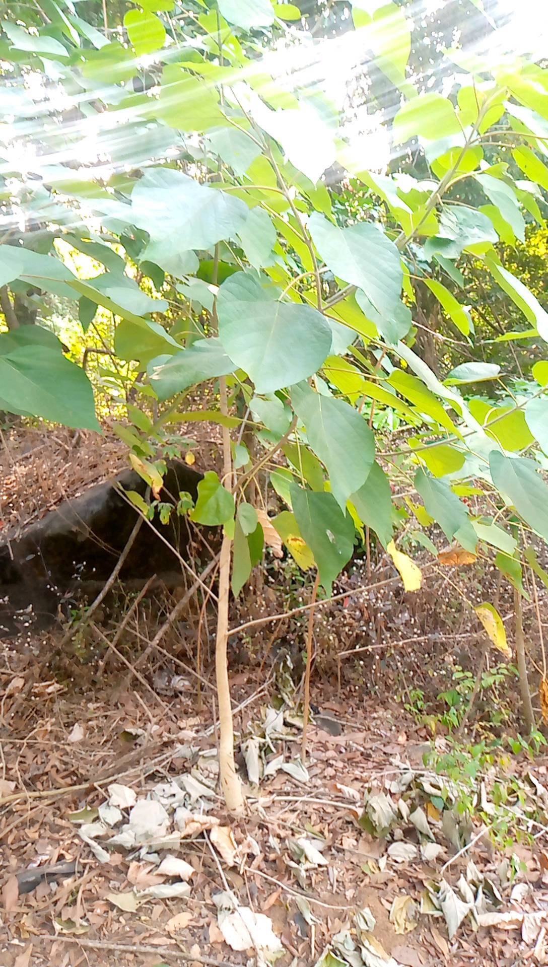 tree