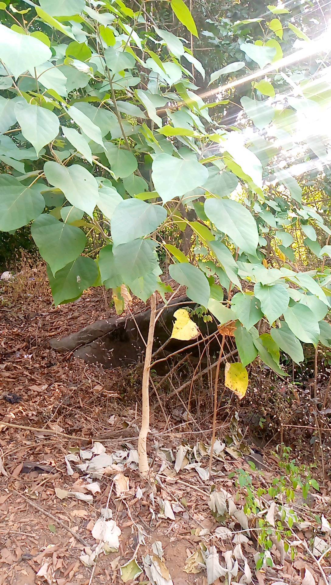 tree