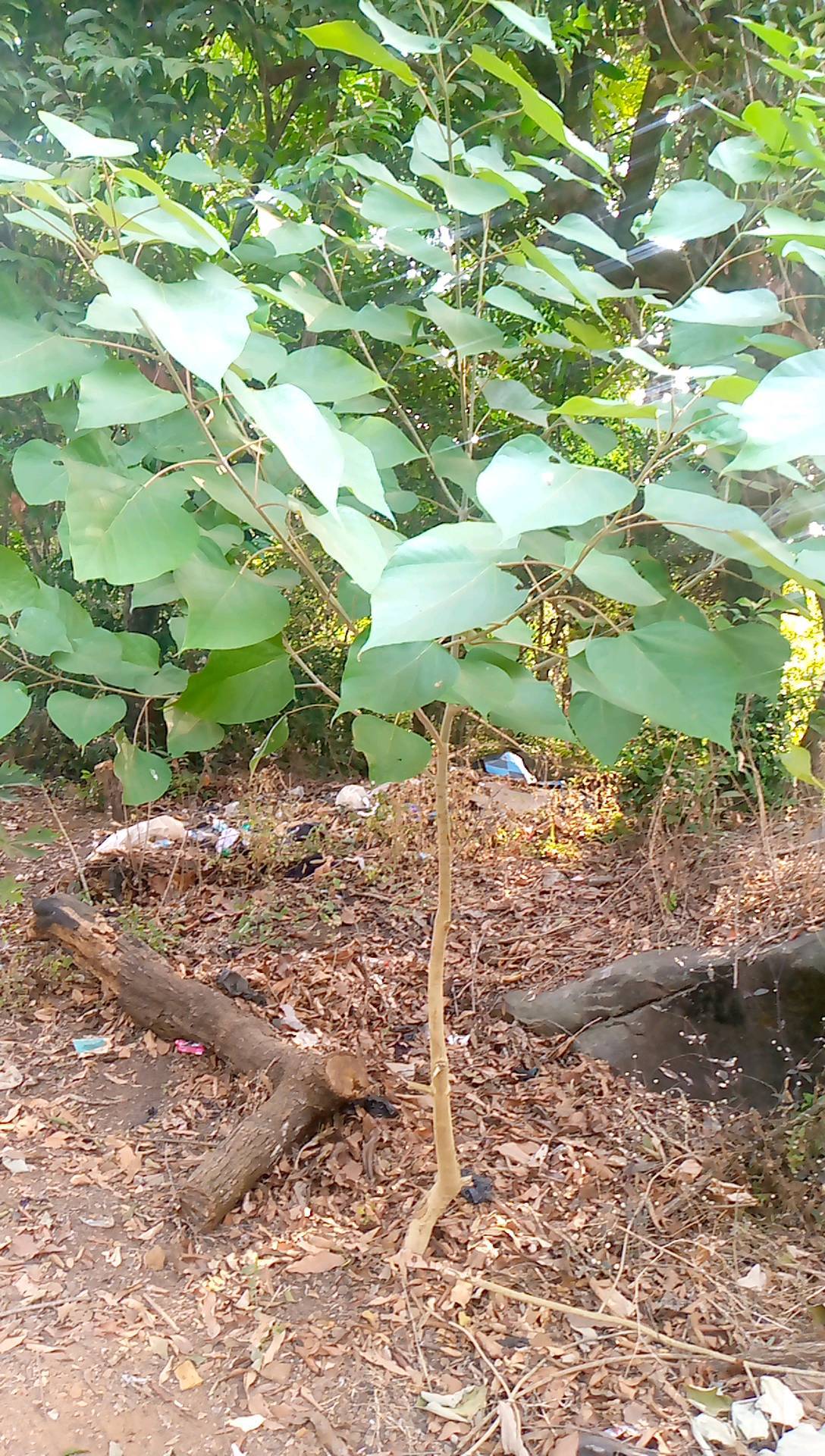 tree