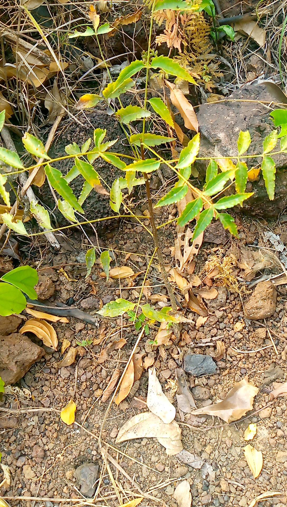 tree